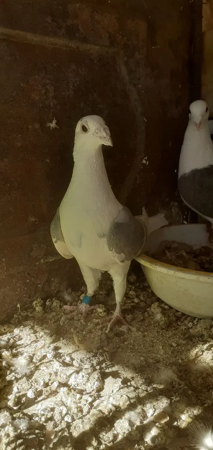 کبوتر|پرنده|قائن, |دیوار