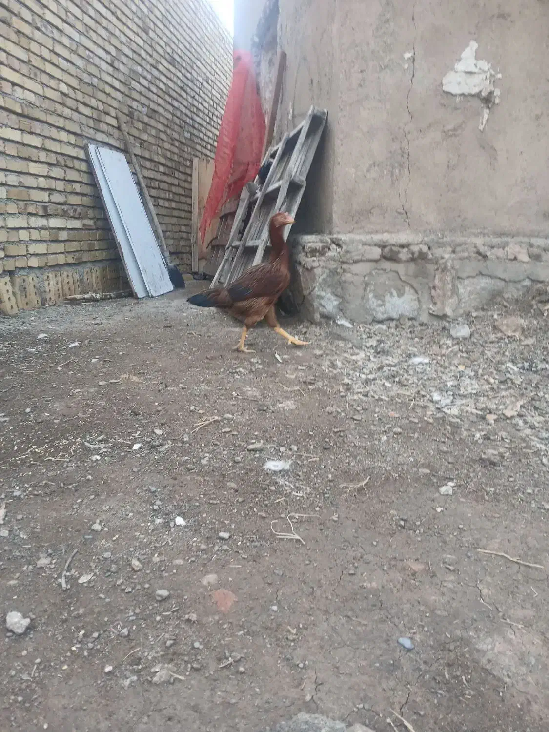 مرغ. لاری اصیل|حیوانات مزرعه|مرند, |دیوار