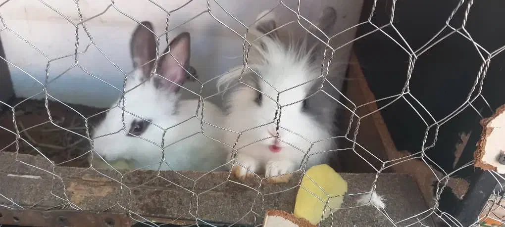 خرگوش لوپ وساده|موش و خرگوش|رفسنجان, |دیوار