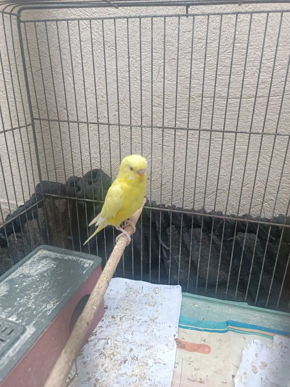 مرغ عشق هلندی چشم قرمز|پرنده|برازجان, |دیوار