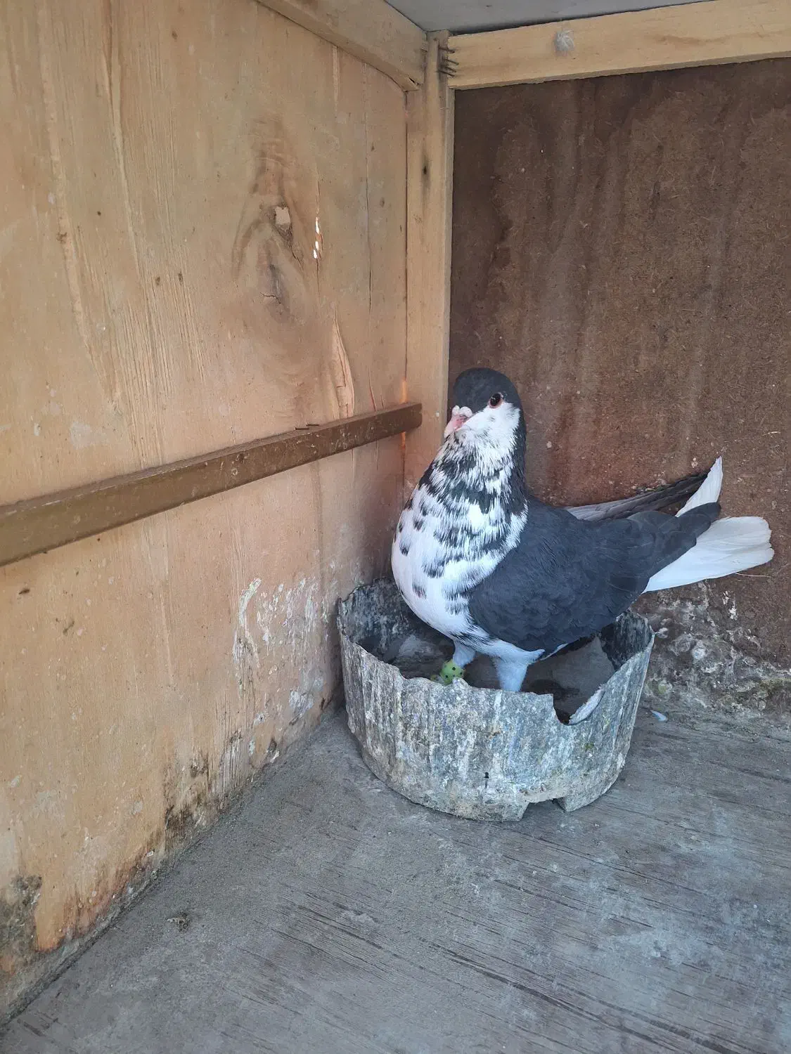 شستی سیاه ماده گلی نر|پرنده|قزوین, |دیوار