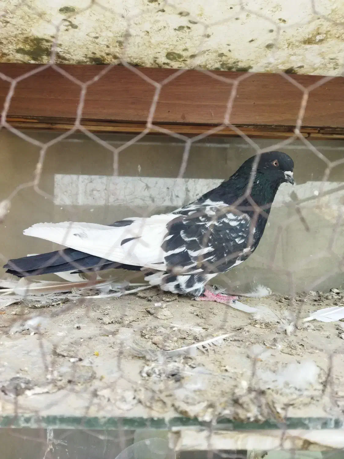 کبوتر|پرنده|ری, شهرری|دیوار