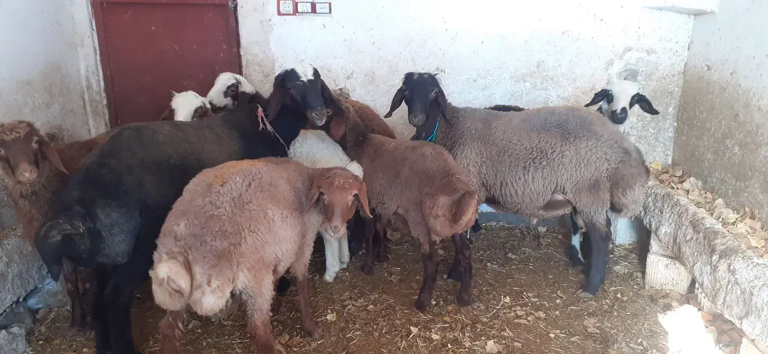 بره و یک عدد بز چاغ|حیوانات مزرعه|نورآباد, |دیوار