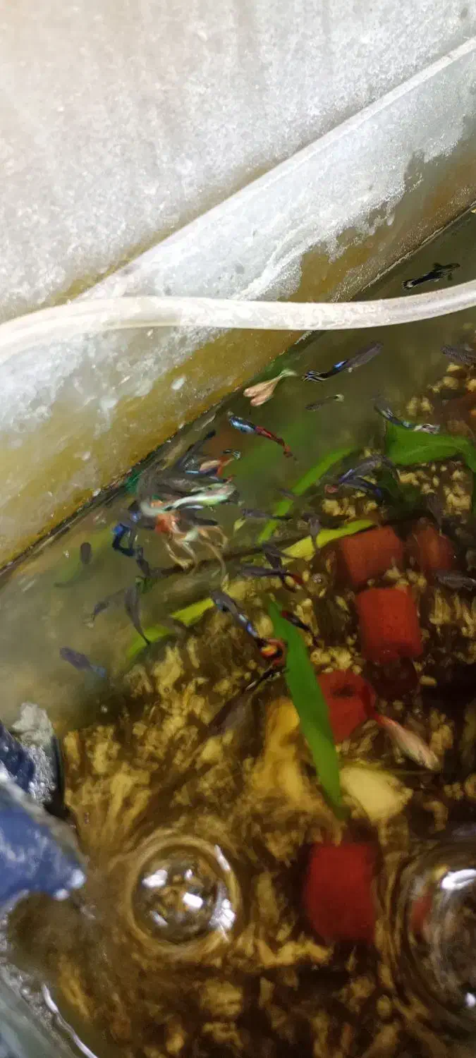 ماهی گوپی|ماهی|تربتحیدریه, سرمحله|دیوار