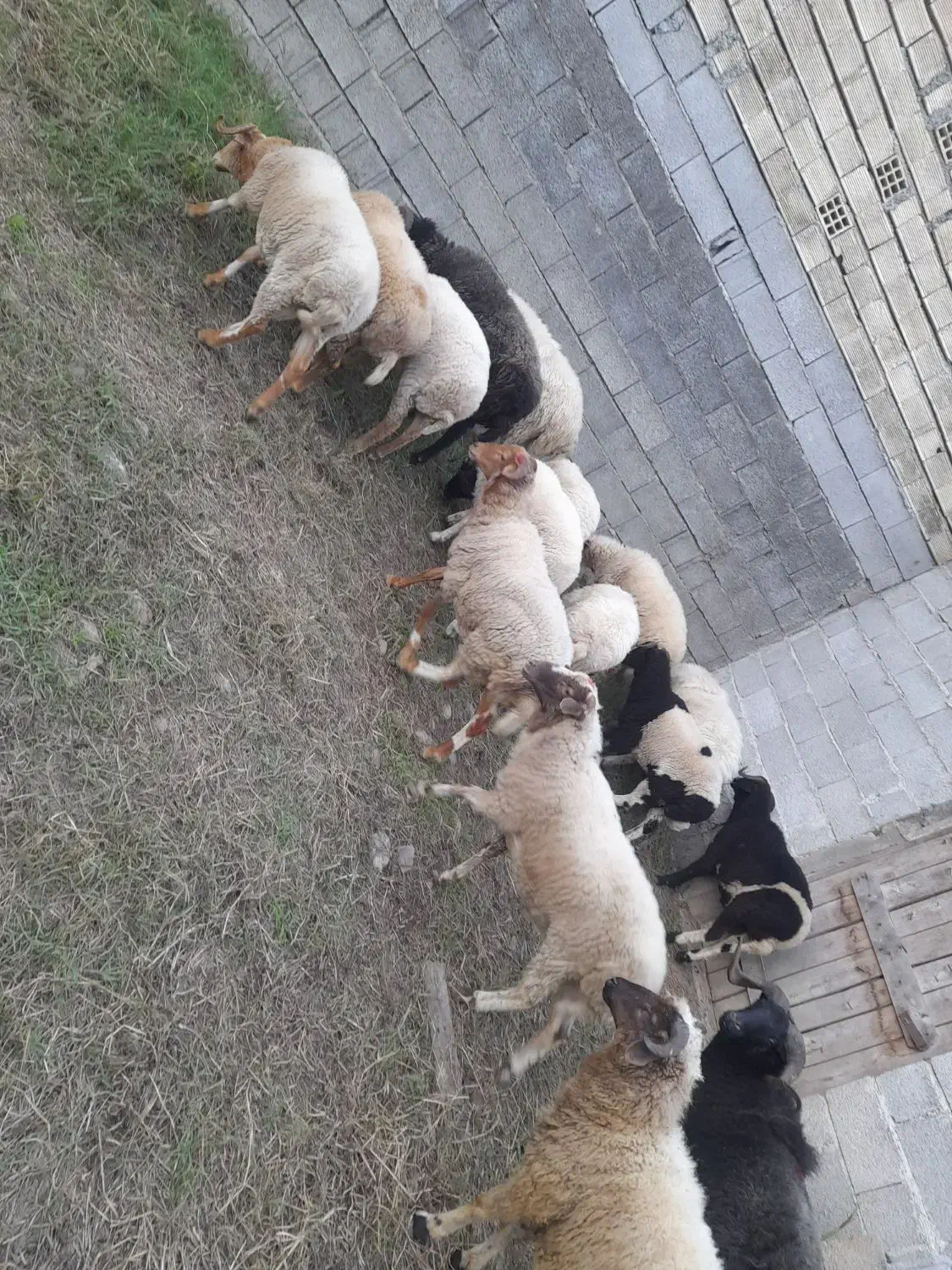 گوسفند بره نر و ماده|حیوانات مزرعه|اسالم, |دیوار