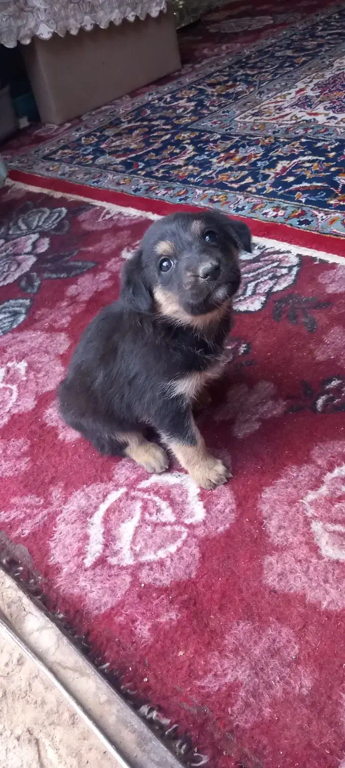 سک باعال سالم|سگ|زارچ, |دیوار