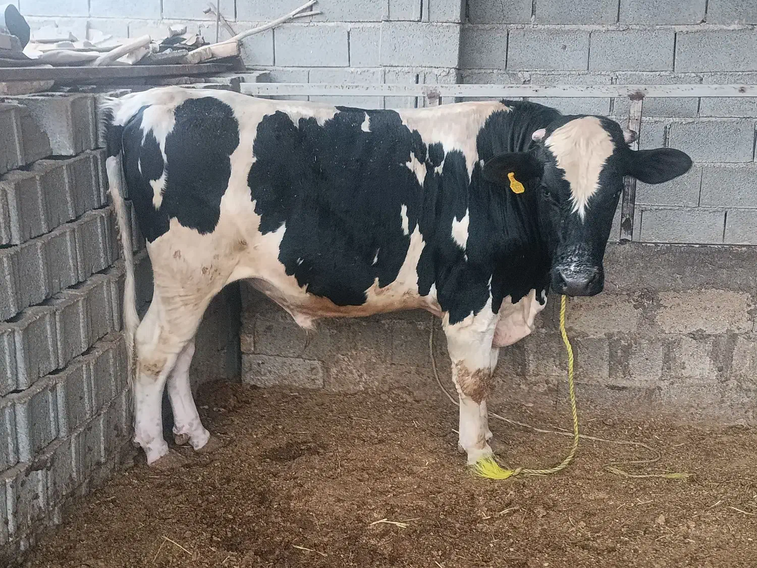 گوساله نر|حیوانات مزرعه|بانش, |دیوار