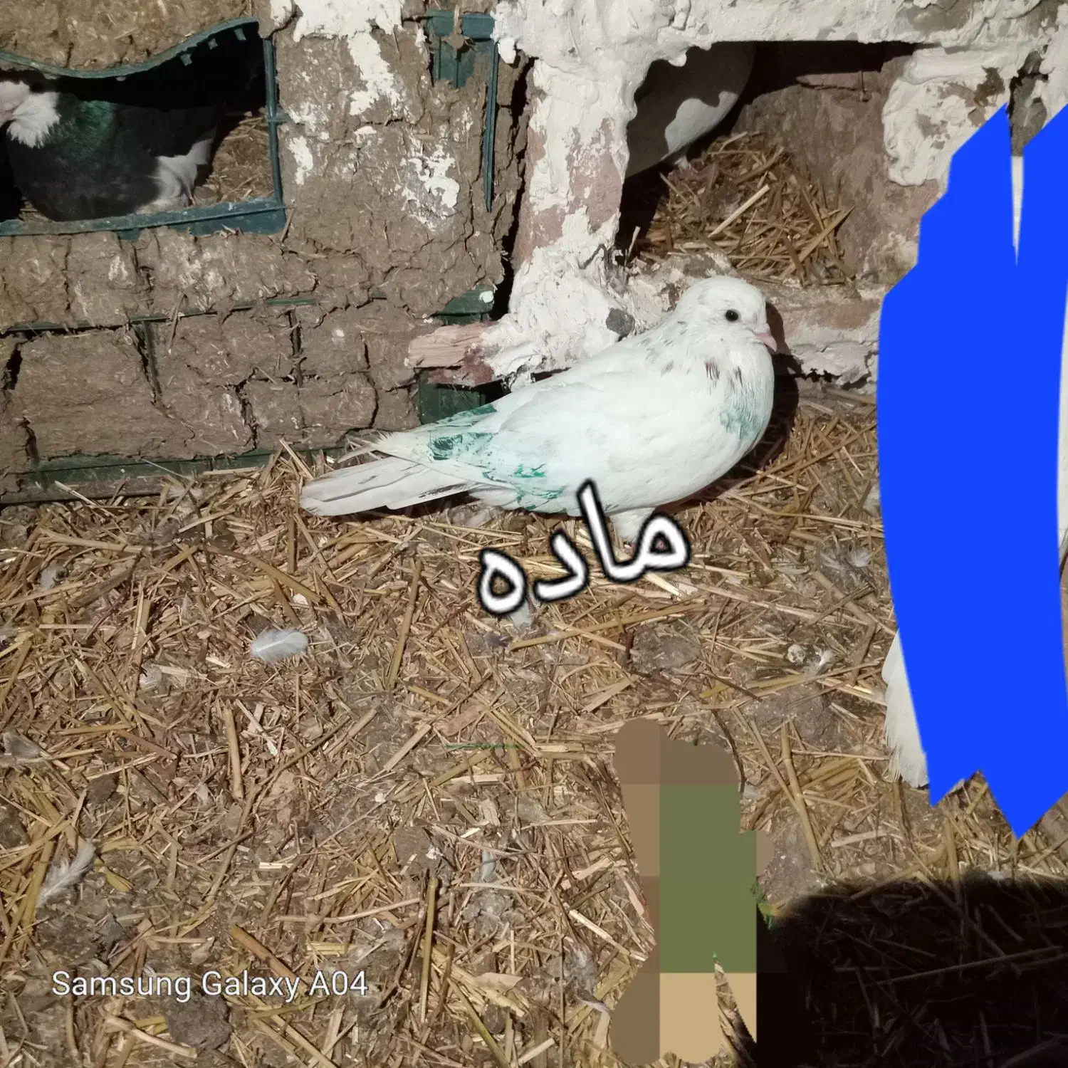 کفتر سالم|پرنده|گرمی, |دیوار