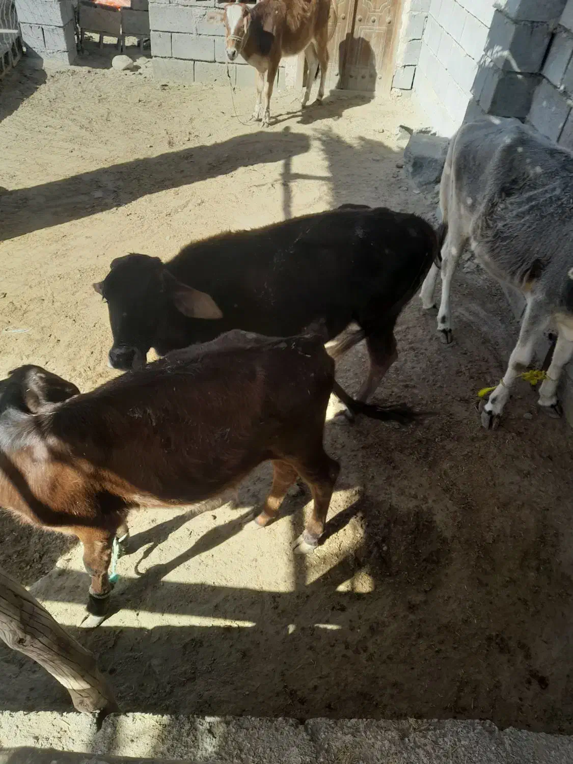 گوساله فروشی|حیوانات مزرعه|میناب, |دیوار