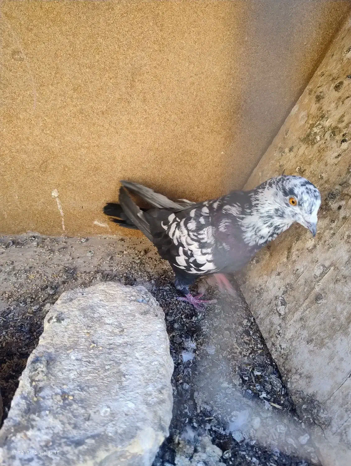 کفتر پرشی|پرنده|حمیدیا, |دیوار