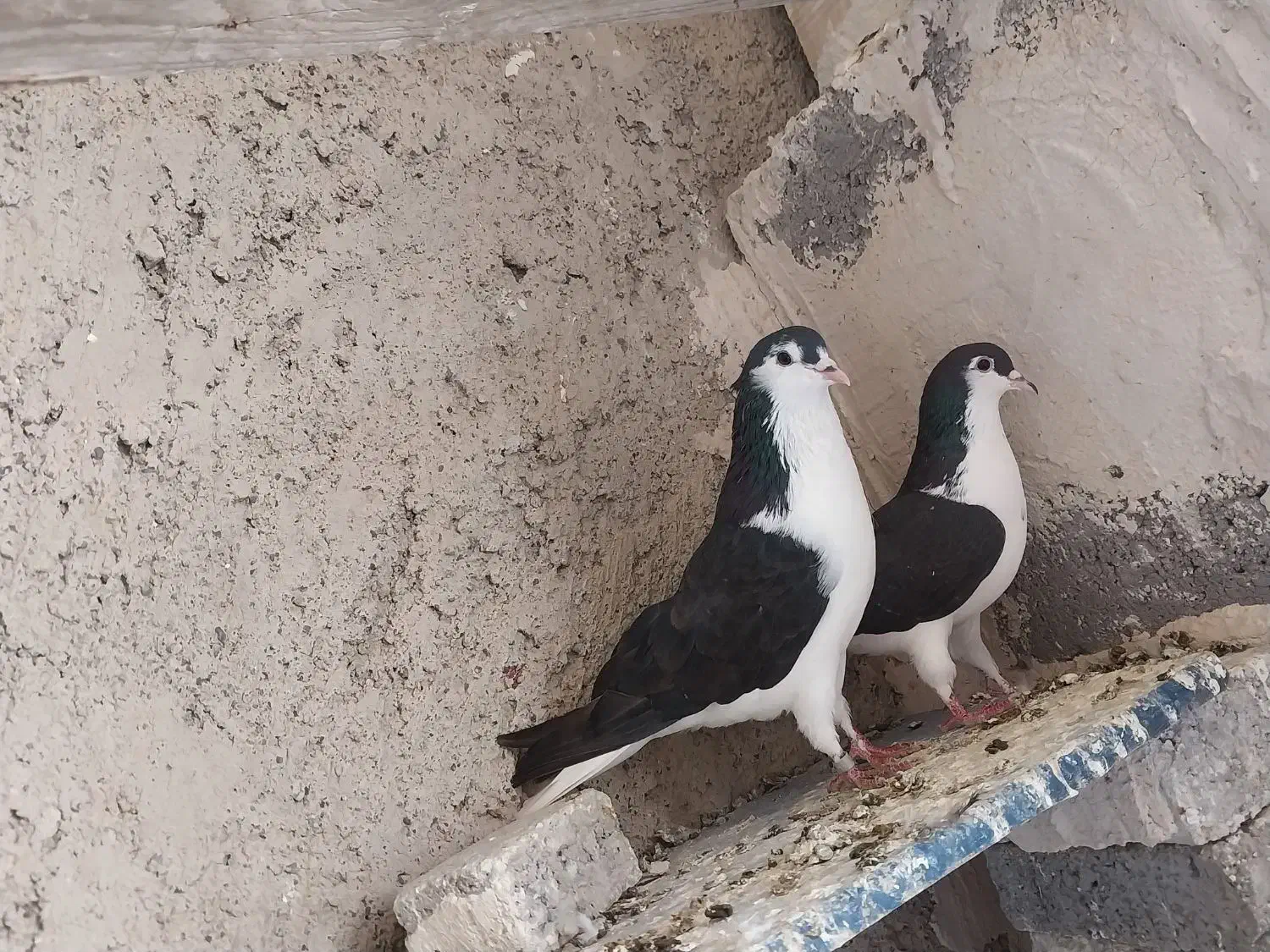 کبوتر کفتر سیاه|پرنده|تبریز, |دیوار