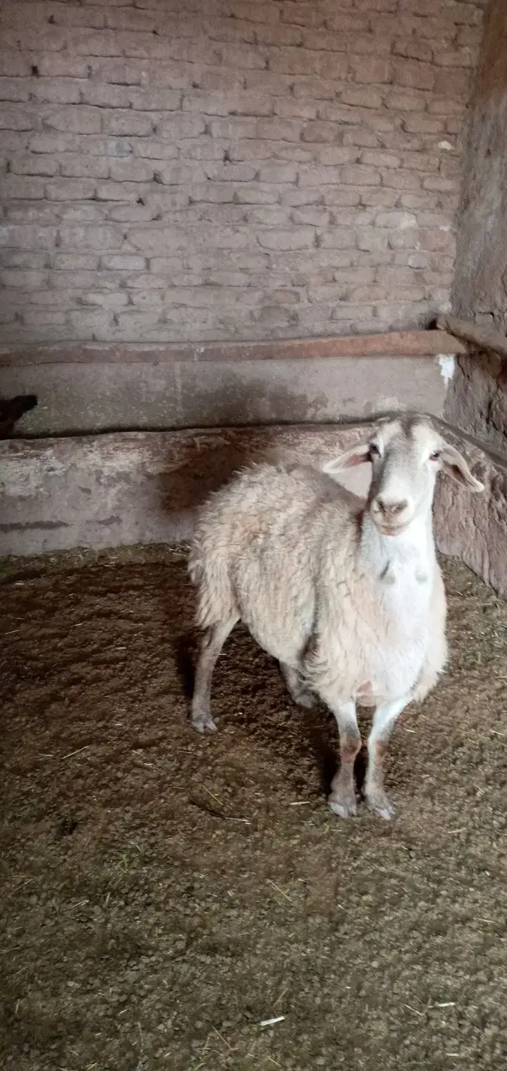 فروش گوسفند|حیوانات مزرعه|هریس, |دیوار
