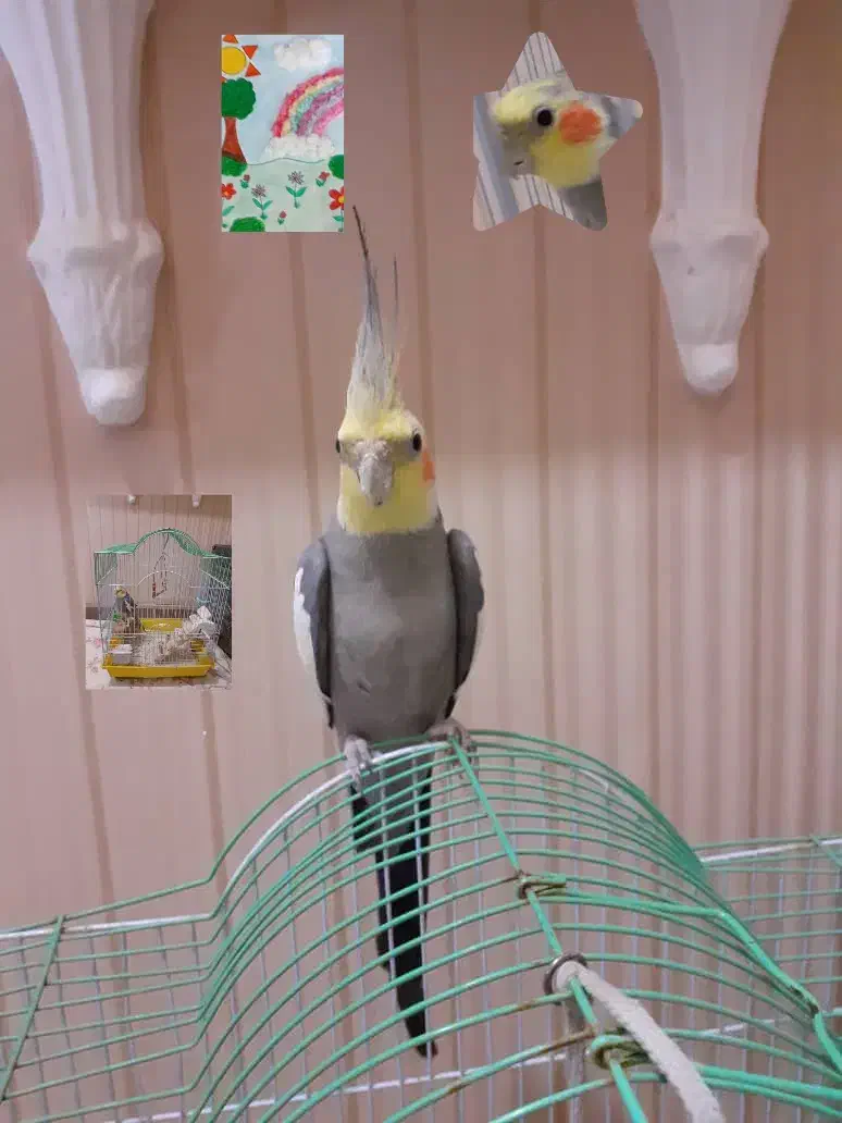 عروس هلندی|پرنده|آستارا, |دیوار