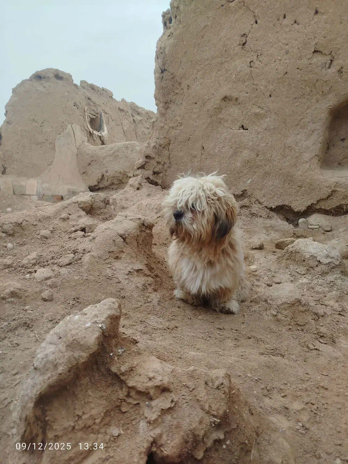 سگ پاکوتاه نروسگ نژاددار|سگ|ماهدشت, |دیوار