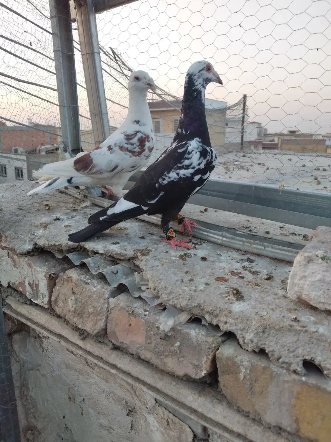 پرنده کبوتر چیل طوقی|پرنده|گنبد کاووس, |دیوار