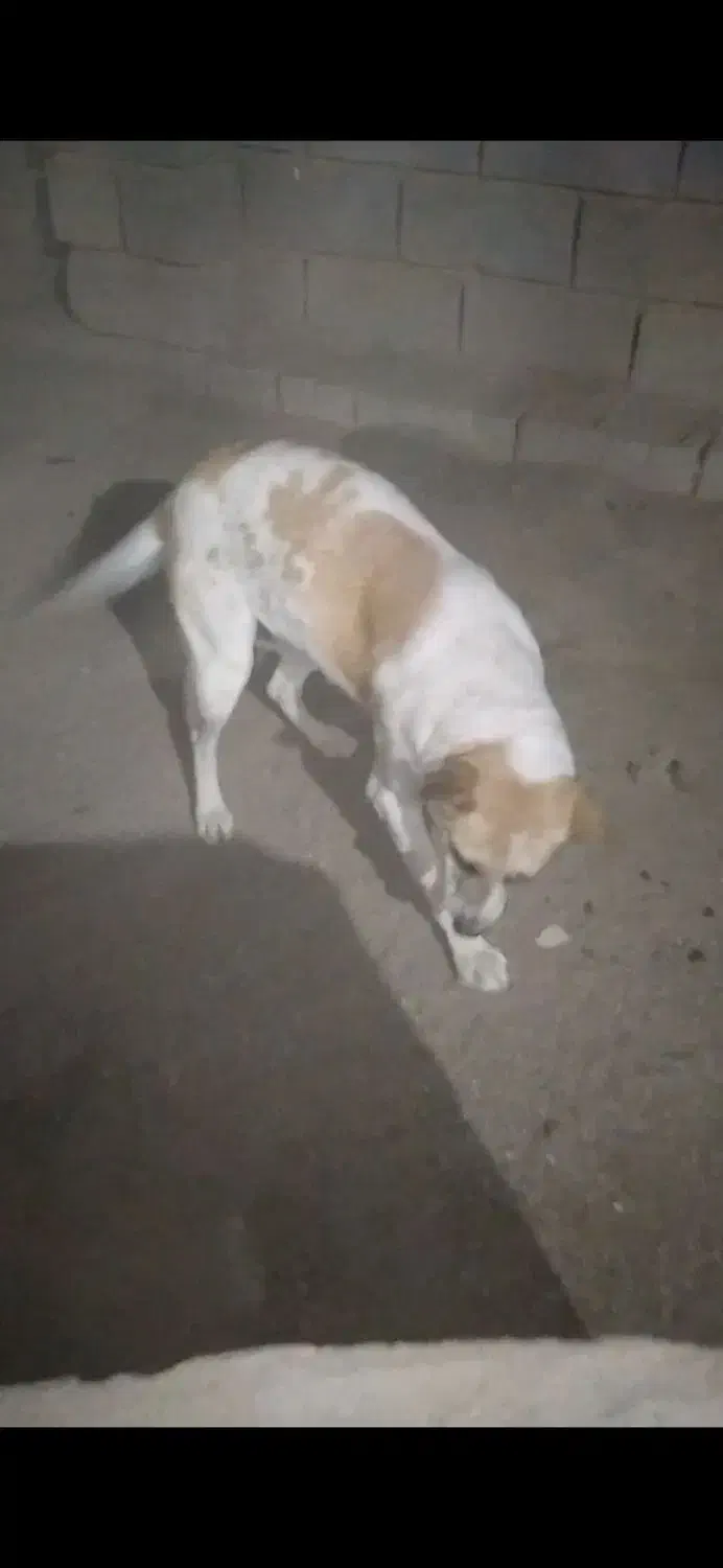 سگ مهربان خیلی قشنگ|سگ|ملکان, |دیوار