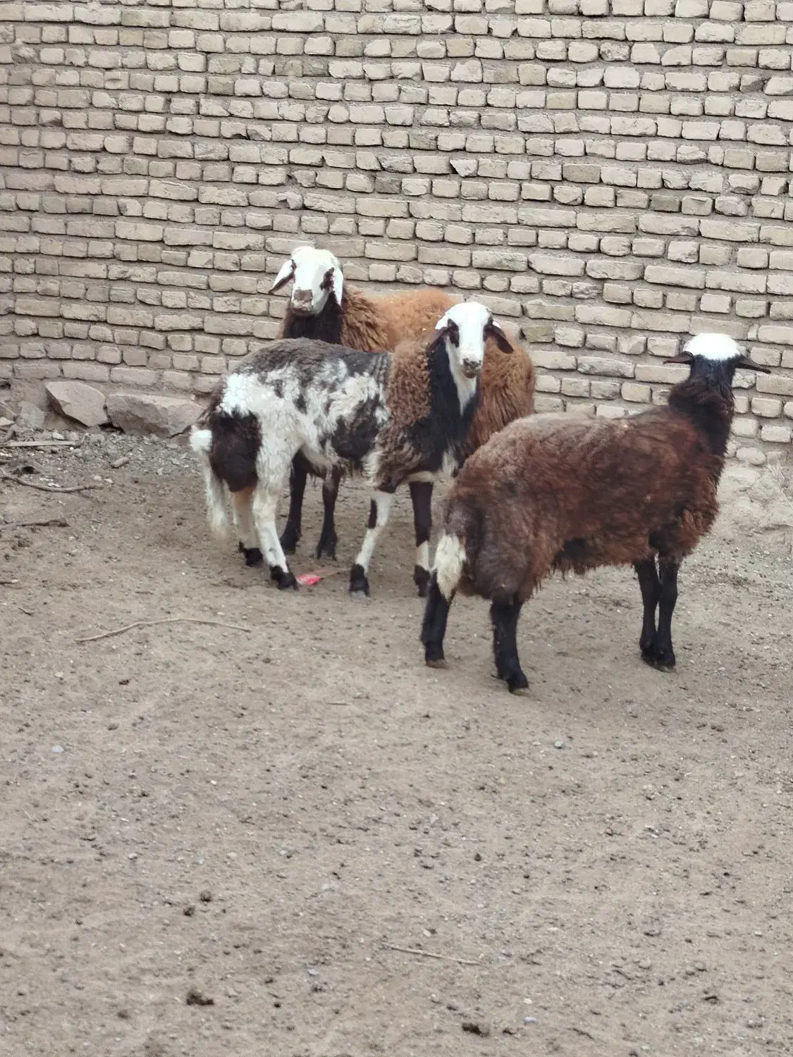 شیشک و بره قوچی|حیوانات مزرعه|سلیمان, |دیوار