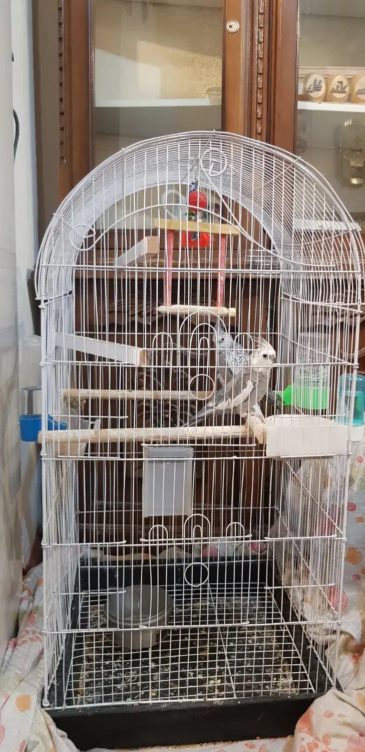 یک جفت عروس هلندی با قفس|پرنده|شهرکرد, |دیوار