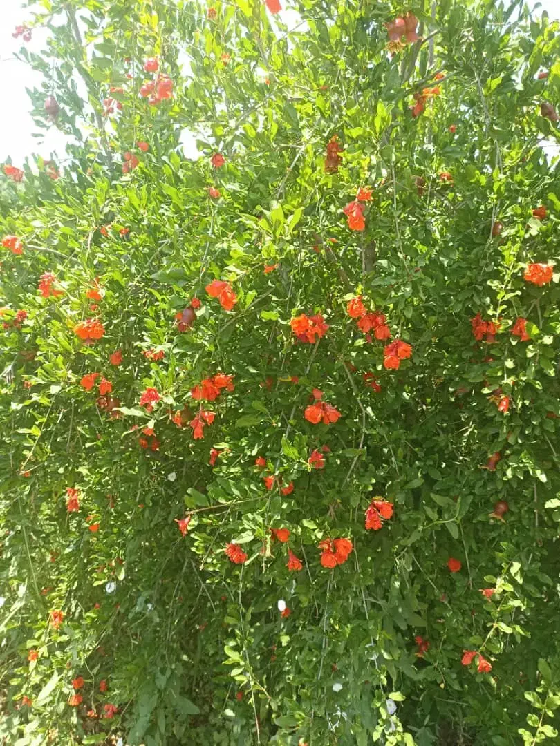 باغ انار جنت شهر|فروش خانه و ویلا|جنت, |دیوار