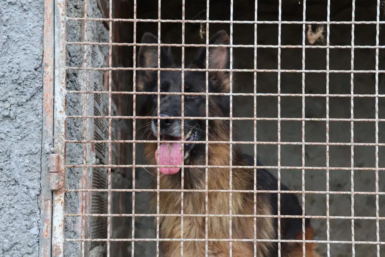 واگذاری سگ ژرمن|سگ|ساری, |دیوار