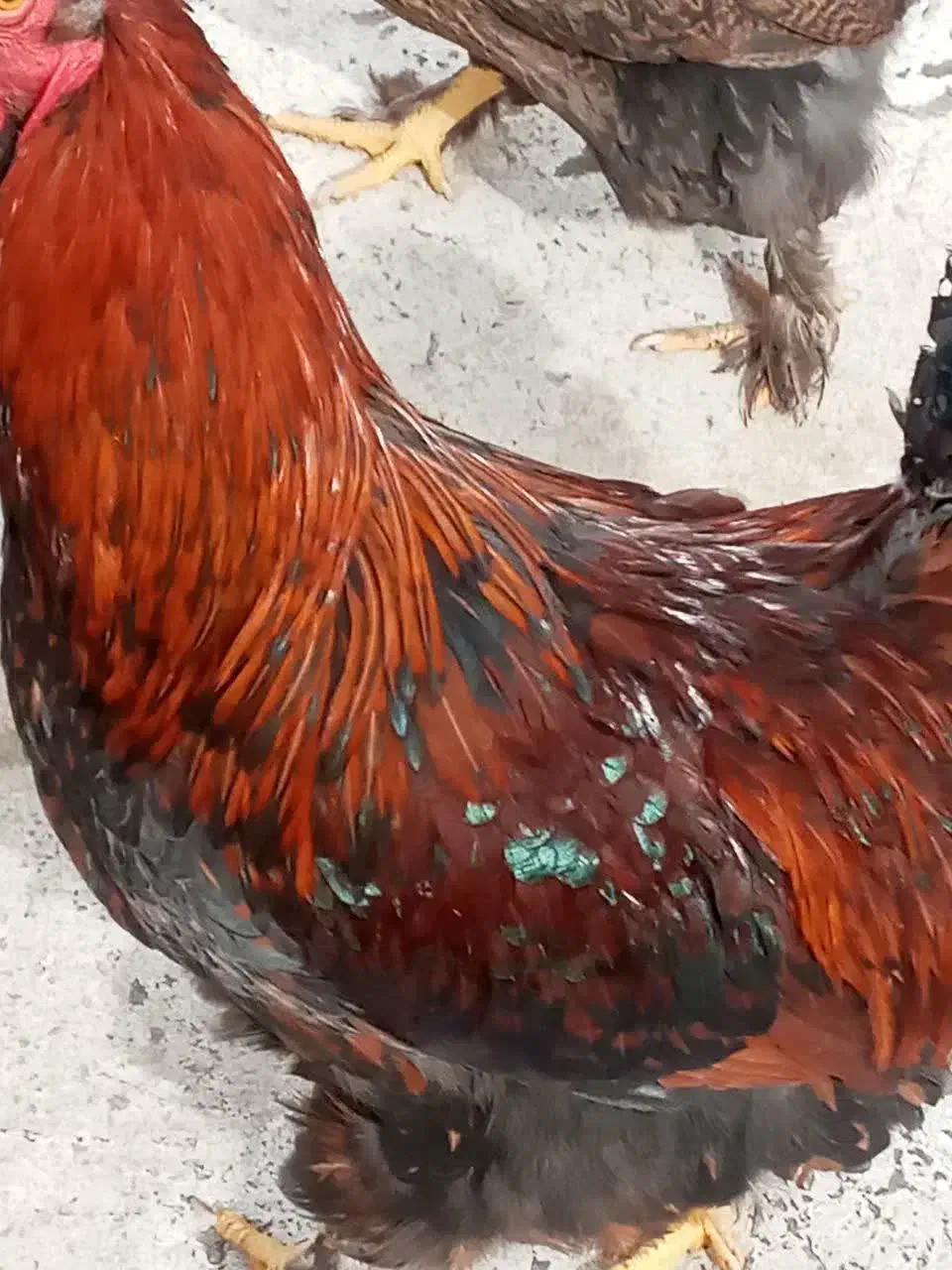 فروش خروس|حیوانات مزرعه|پیشوا, |دیوار