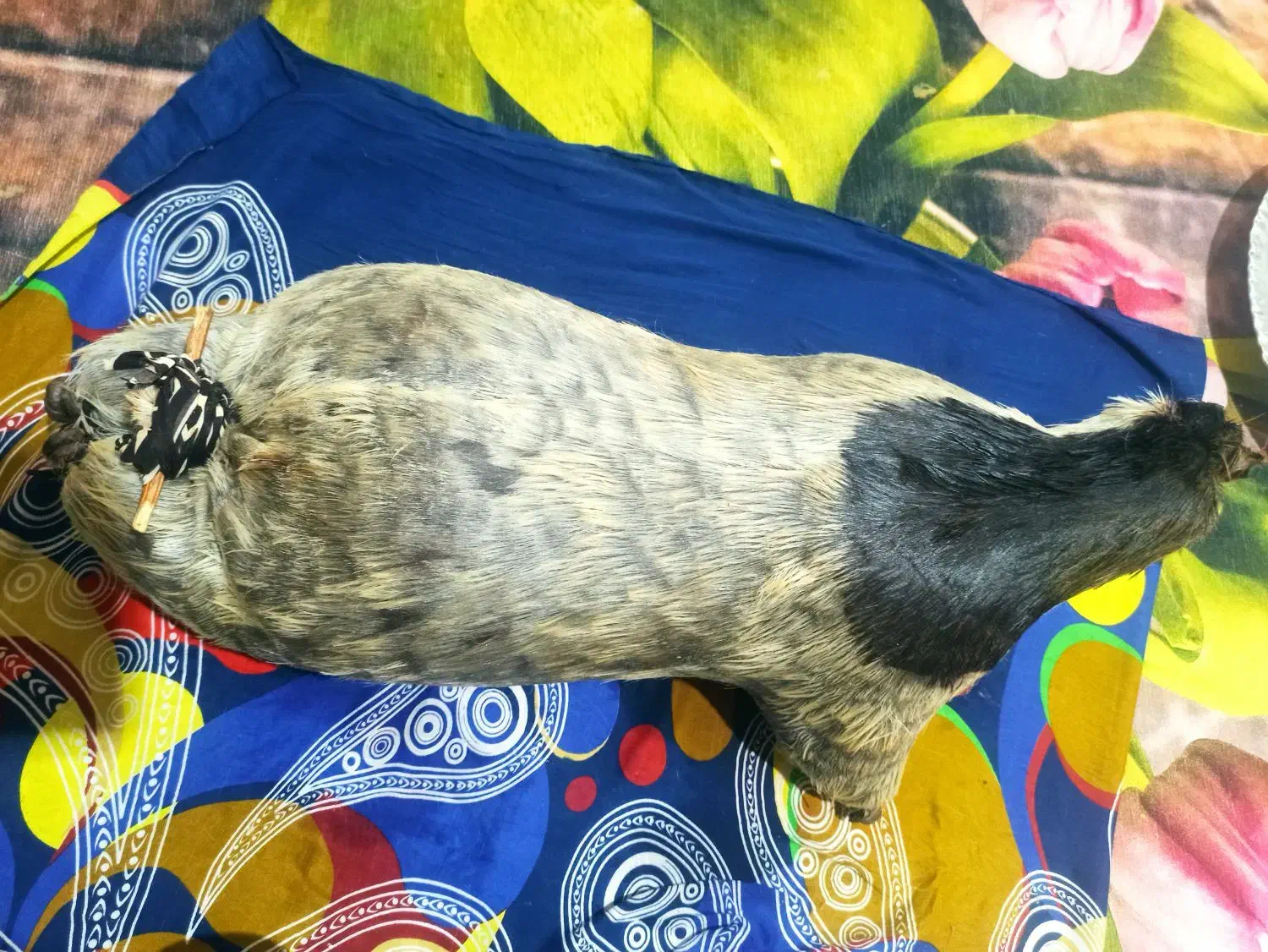 یک عددخیگ روغنی خوش رنگ|ظروف نگهدارنده، پلاستیکی، یک‌بارمصرف|شوشتر, |دیوار