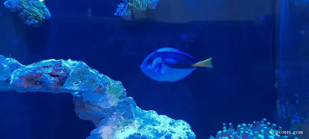 فروش آکواریوم آبشور|ماهی|بندر ماهشهر, |دیوار