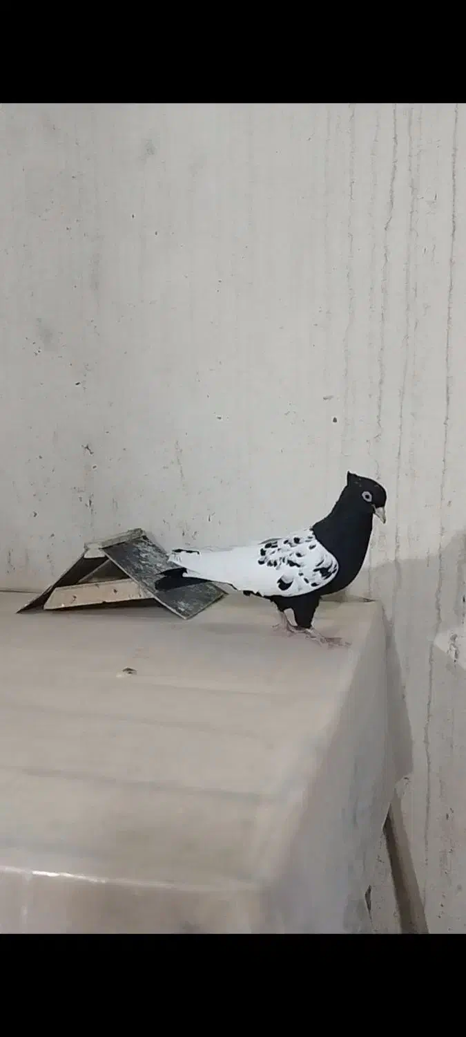 ماده سینه سیاه|پرنده|داراب, |دیوار