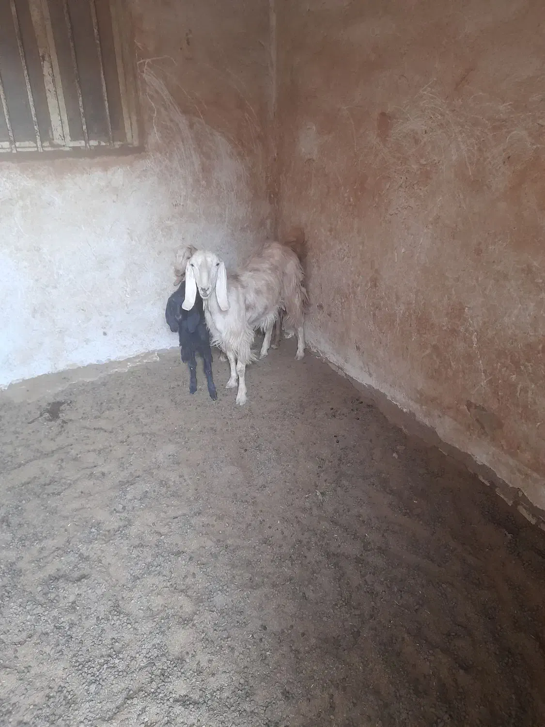 بز وبزغاله|حیوانات مزرعه|اصفهان, قهجاورستان|دیوار