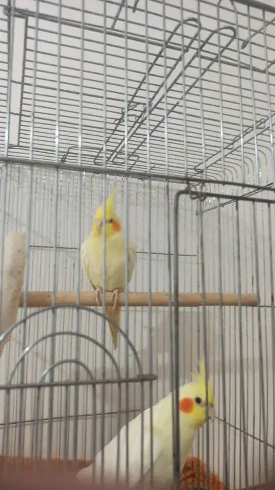 عروس هولندی لوتینو|پرنده|بندر امام خمینی, |دیوار