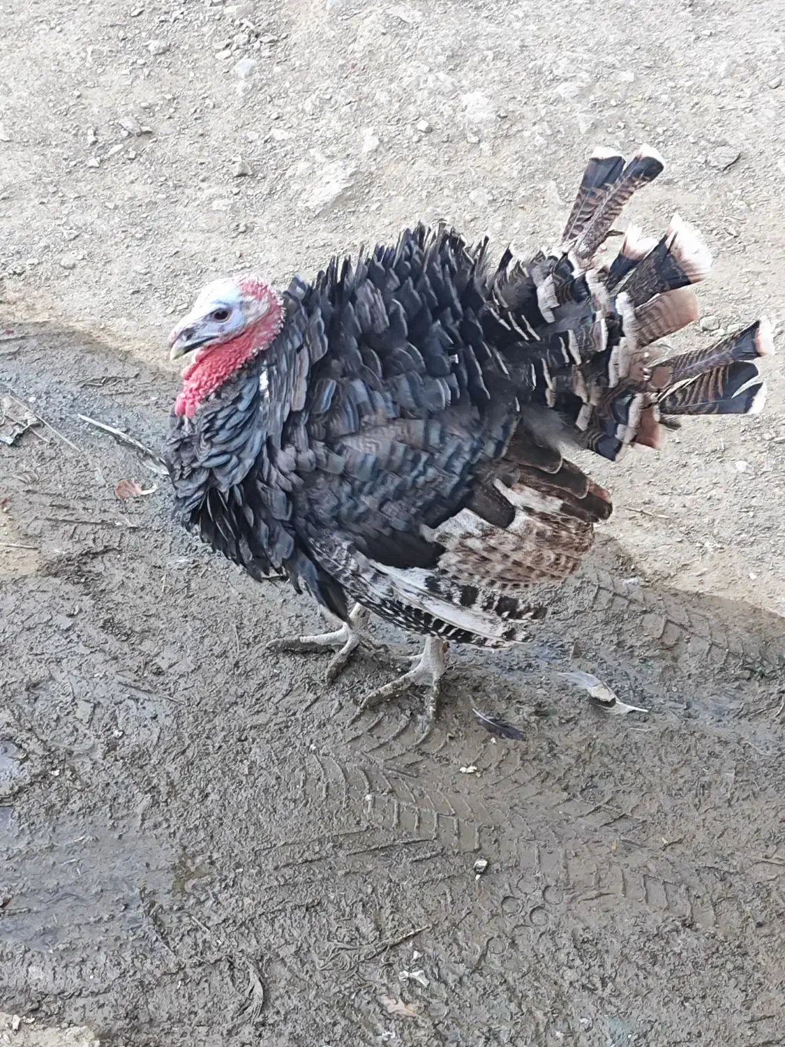 بوقلمون برنز اصل و درجە یک فریح|حیوانات مزرعه|پیرانشهر, |دیوار