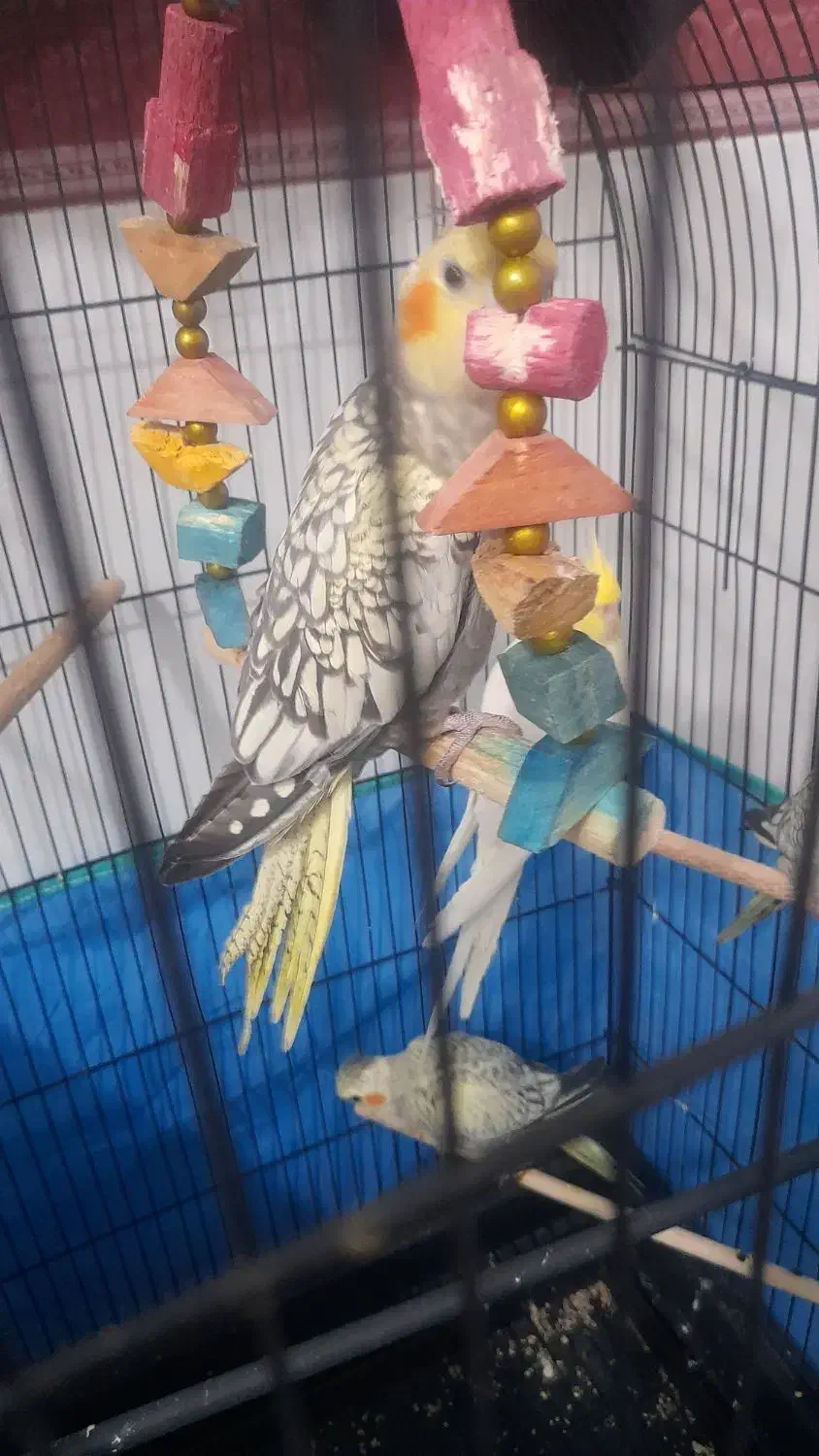 عروس مرواریدی سه ماهه دستی بدون گاز گرفتن|پرنده|قم, نیروگاه|دیوار