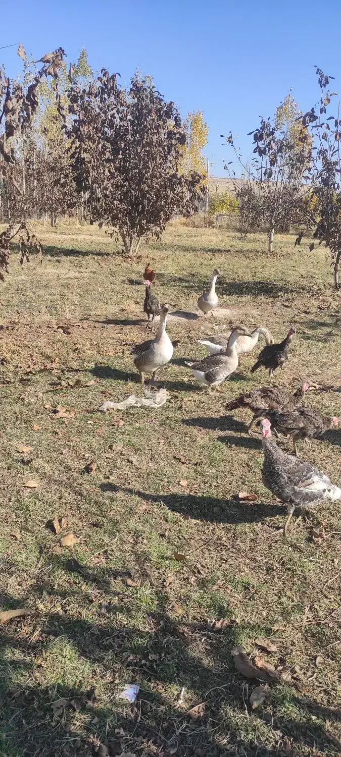 قو غاز محلی|حیوانات مزرعه|میاندوآب, |دیوار