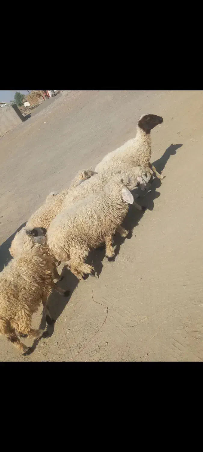 ۶تا بره  .و۲تا کهره نر دونه ای ۴۸۰۰ و۱ بز ۵۲۰۰|حیوانات مزرعه|جیرفت, |دیوار