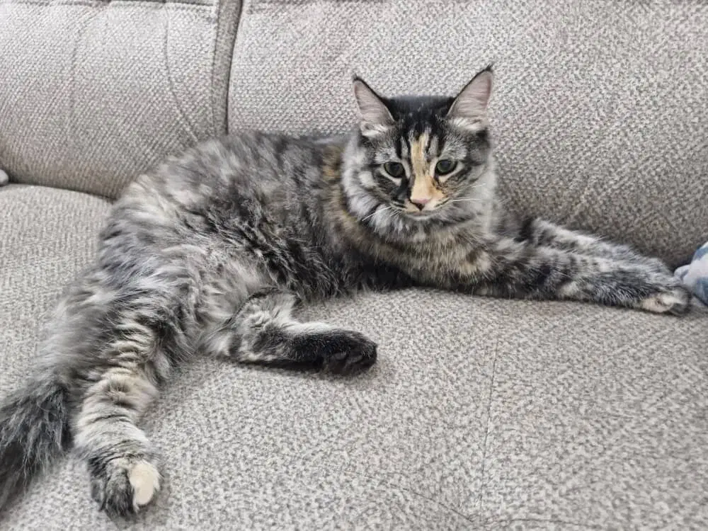 گربه|گربه|شهریار, شهرک امیریه|دیوار