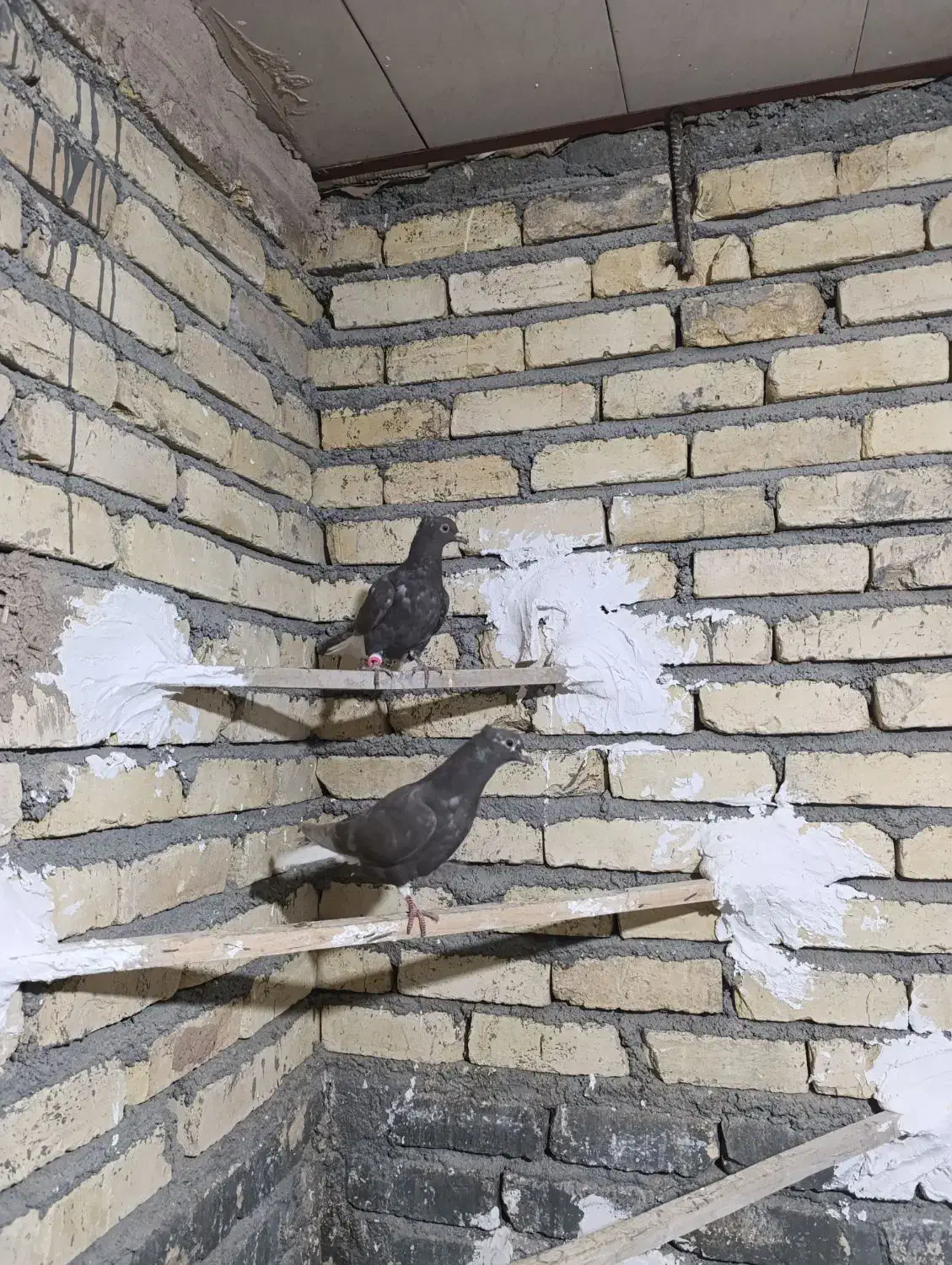 کفتر جوجه دم سفید قهوه ای|پرنده|فلاورجان, |دیوار