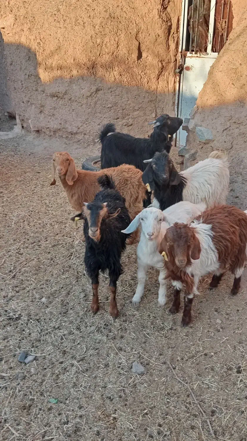 بزغاله ماده و نر و چوش سانن|حیوانات مزرعه|اسلامیه, |دیوار