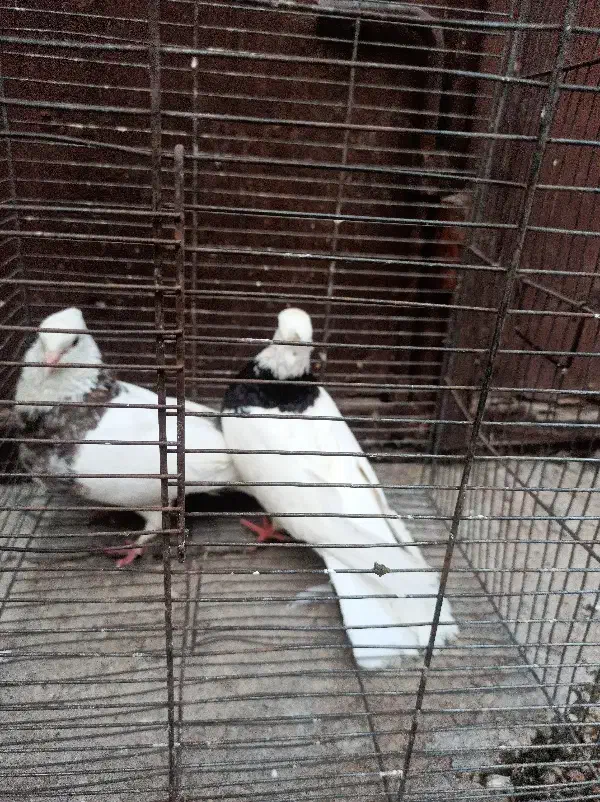 پرنده|پرنده|شوشتر, |دیوار