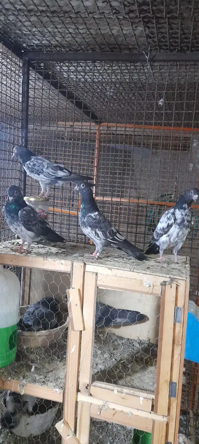 کفتر دبواله و پتی|پرنده|میناب, |دیوار