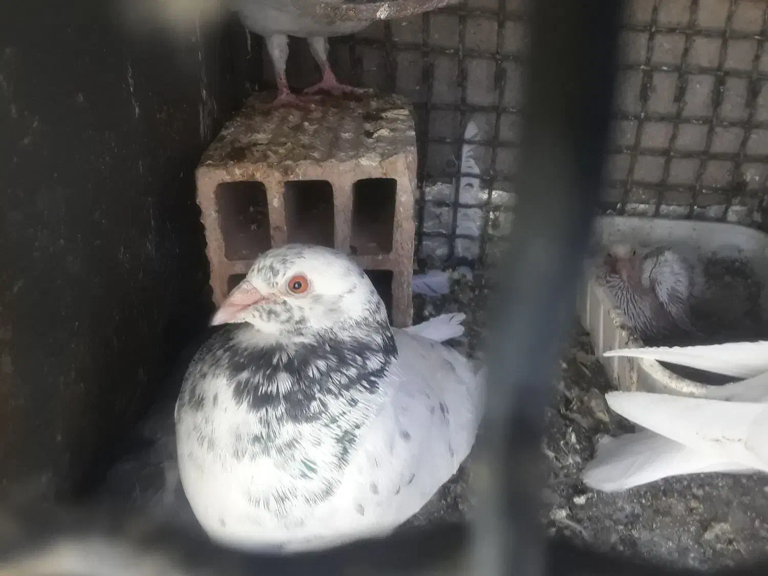 چندعددکبوتر|پرنده|بیرجند, |دیوار