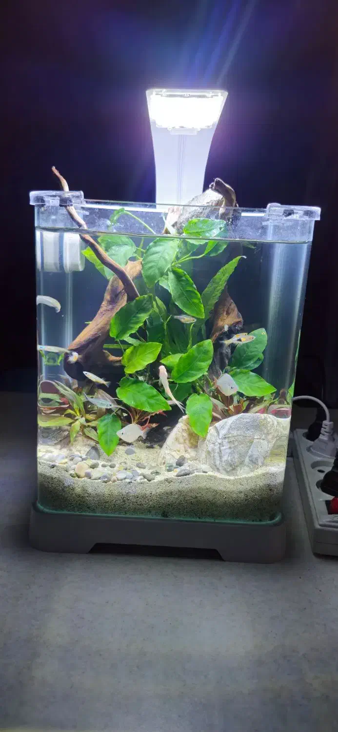 اکواریوم|ماهی|لنجان, |دیوار