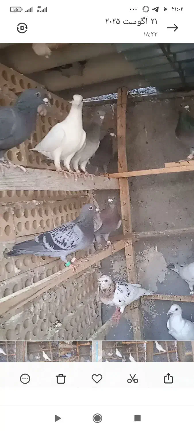 سرور سبز سفید|پرنده|پاکدشت, پاکدشت (مامازند)|دیوار