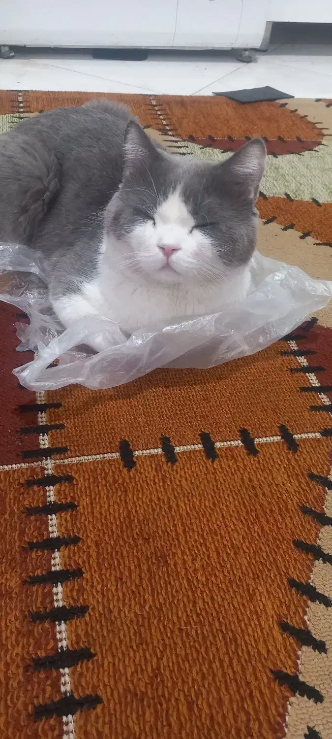 گربه|گربه|نیشابور, جمهوری|دیوار