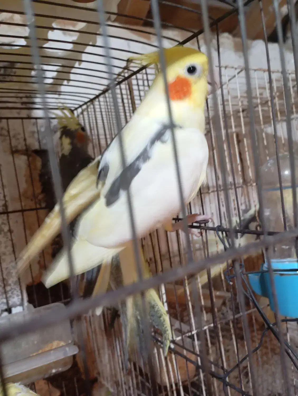 عروس هلندی سخنگو|پرنده|سنگر, |دیوار