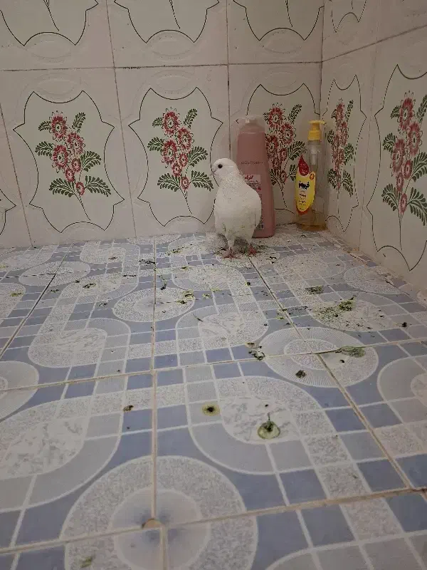 ماده|پرنده|حمیدیا, |دیوار