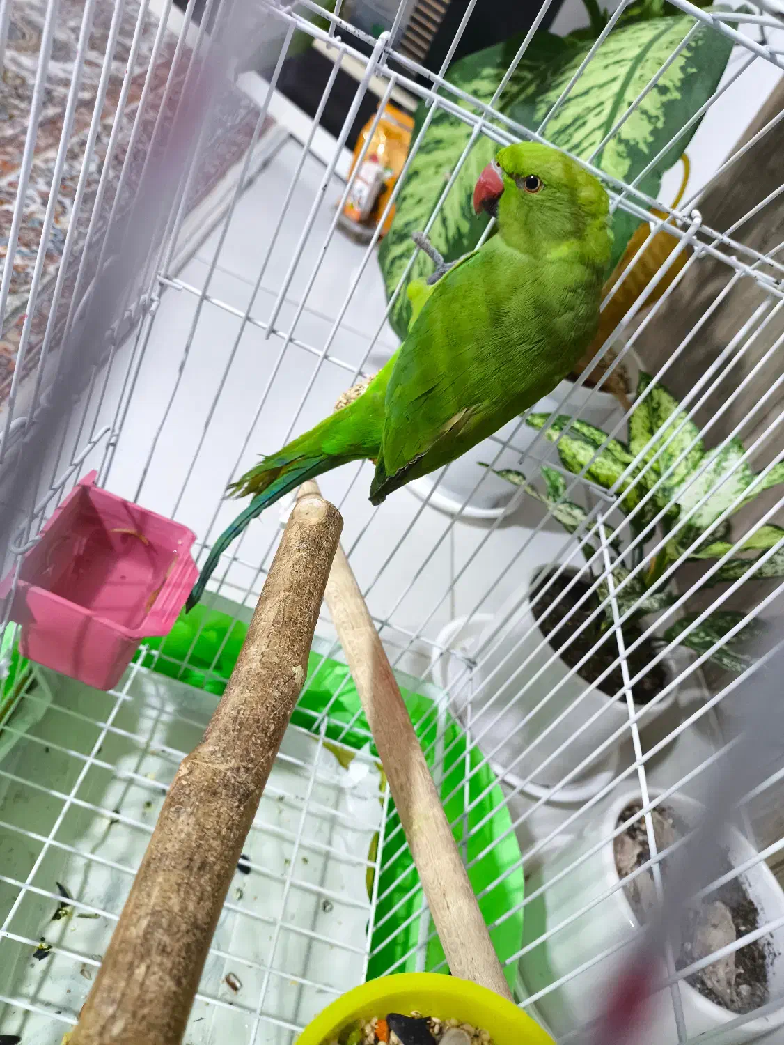 جوجه ملنگو|پرنده|اشتهارد, |دیوار