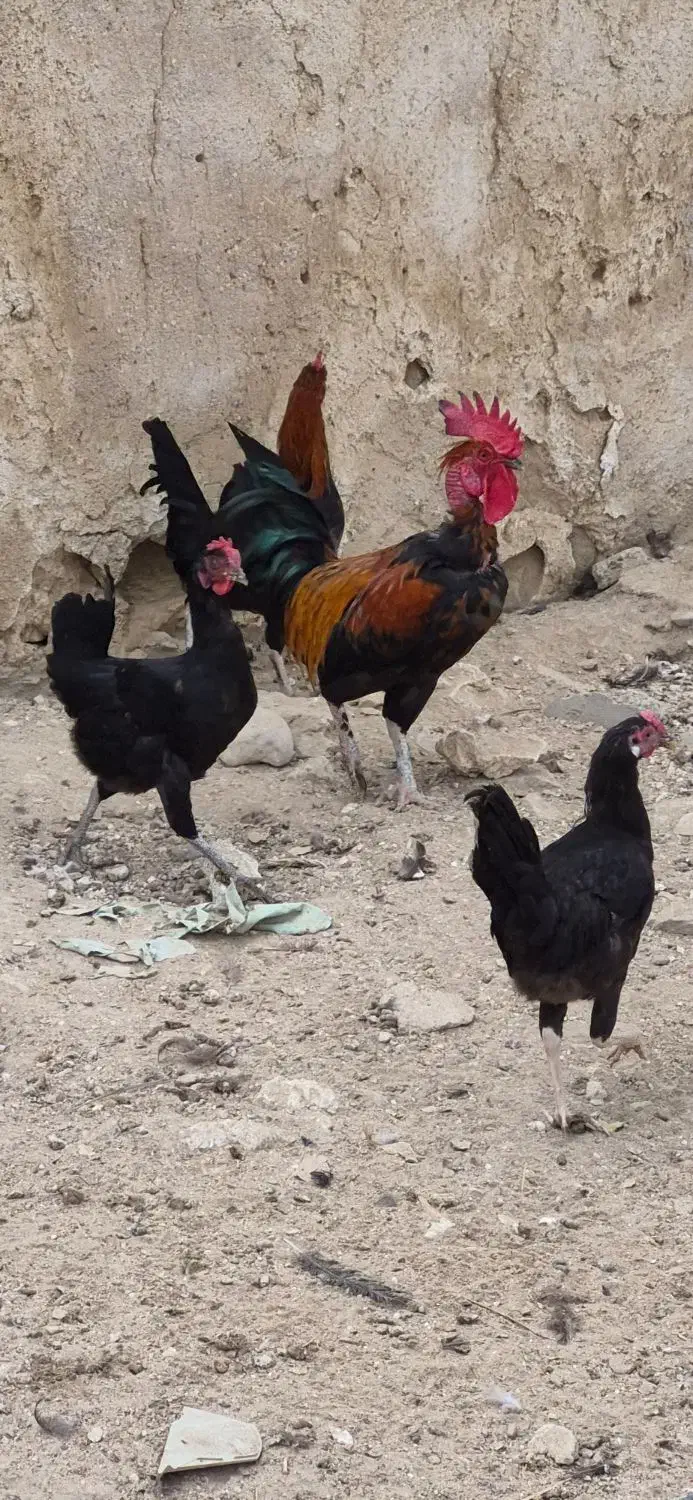 مرغ و خروس برای فروش|حیوانات مزرعه|برازجان, |دیوار