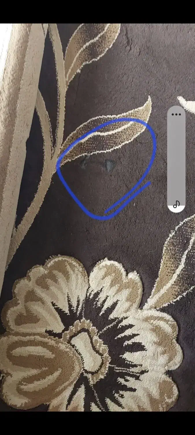 فرش کارکرده|فرش|شیراز, شیخ روزبهان|دیوار