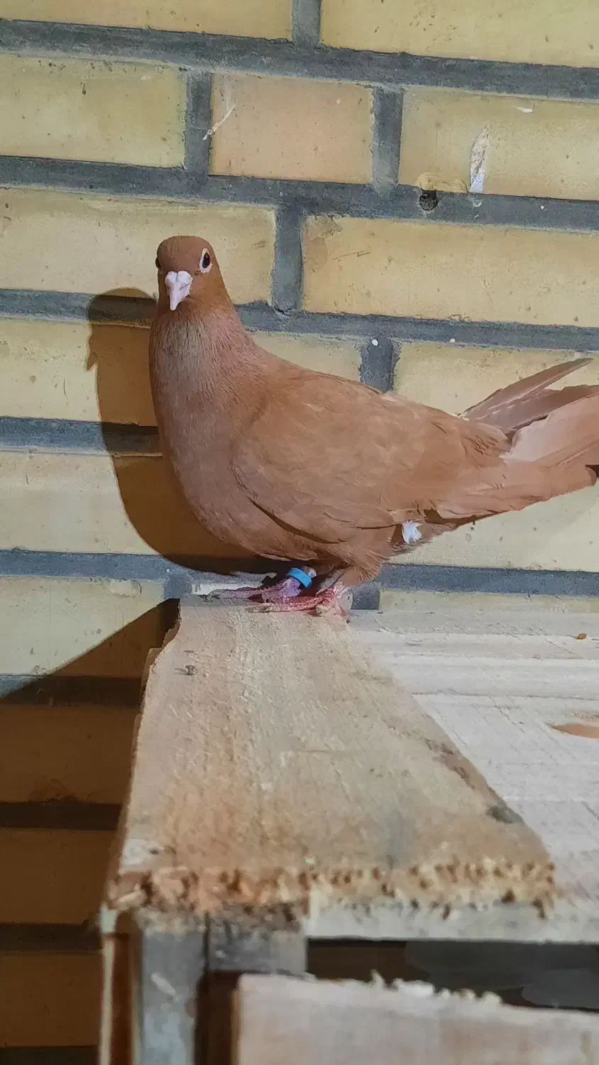 زرد ماده|پرنده|شوشتر, |دیوار