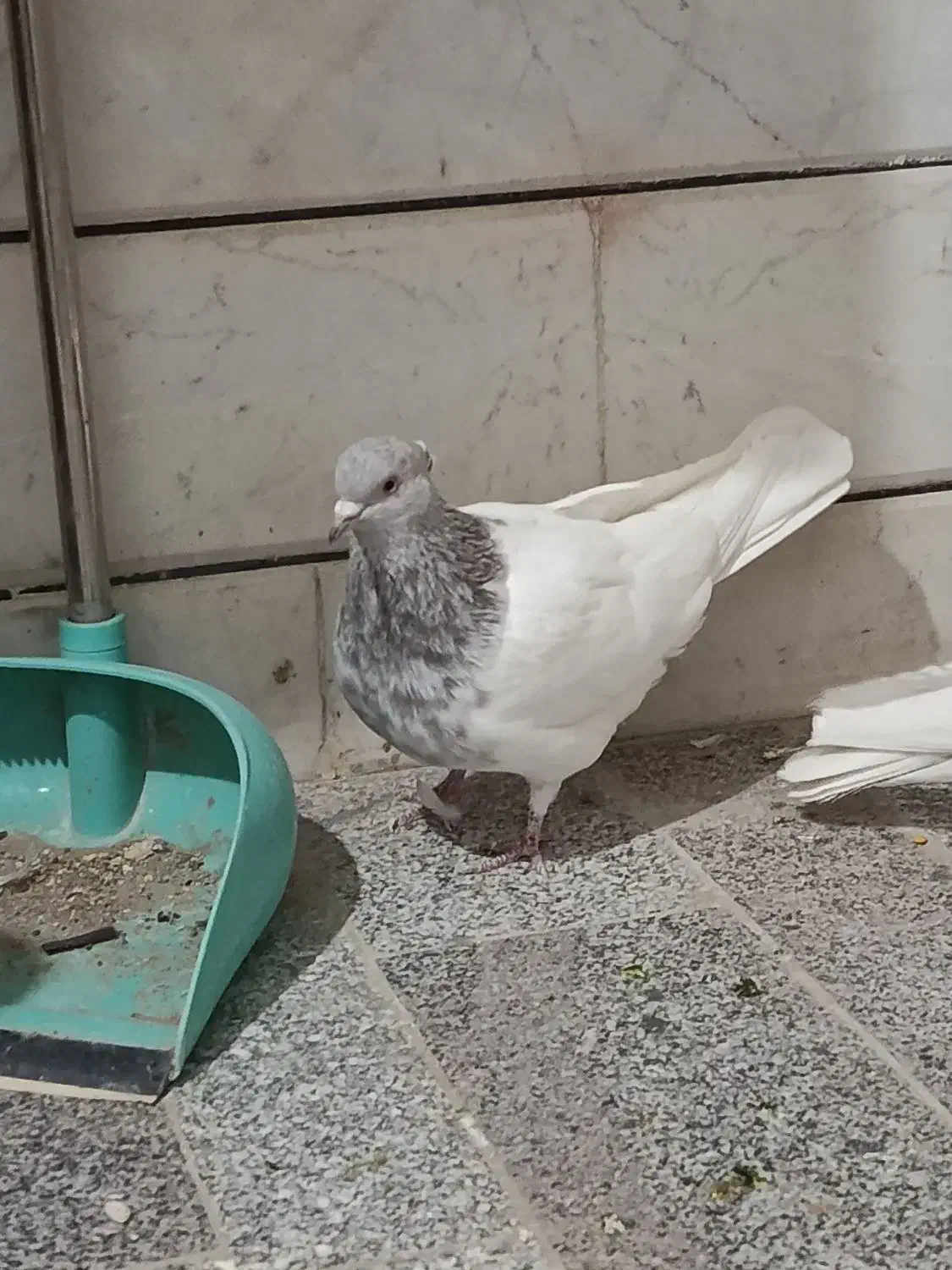 کله الماسی|پرنده|داران, |دیوار